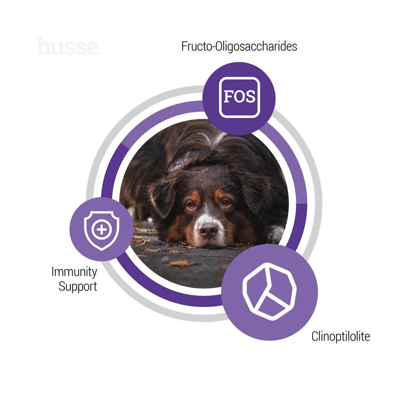 Senior | Komplett ernæring med tilpasset kaloriinnhold for å holde seniorhunder i mager form