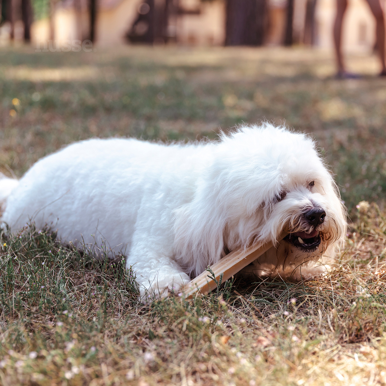 Dental L | Glutenfri dental sticks
