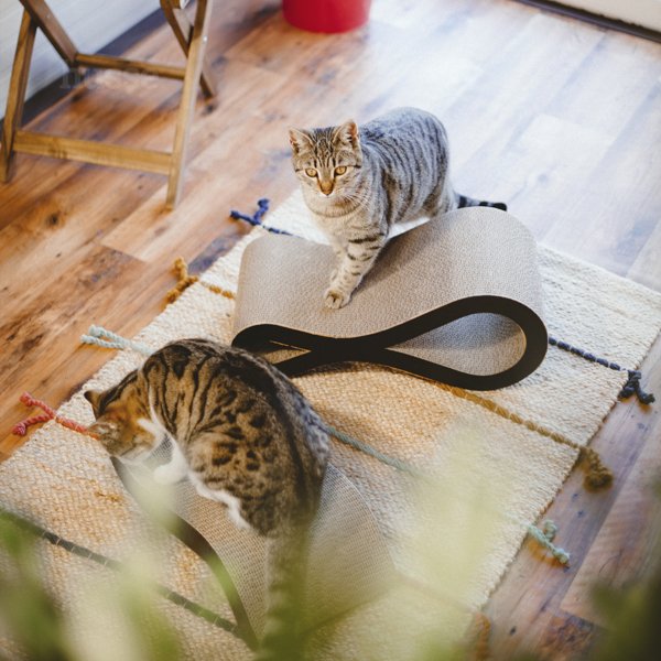 Knut | Klorebrett til katt