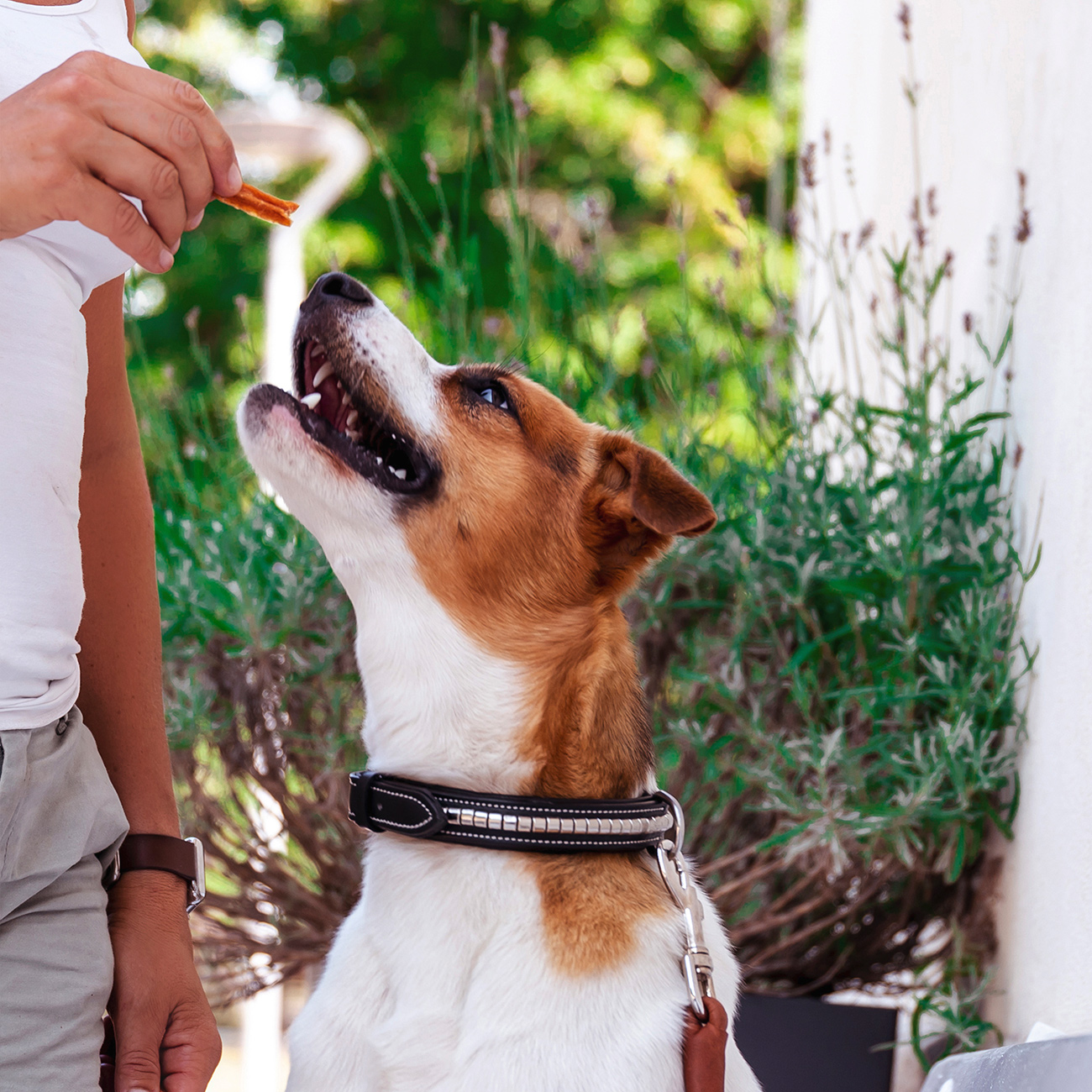 Kycklingfilé | Saftige og kornfrie godbiter