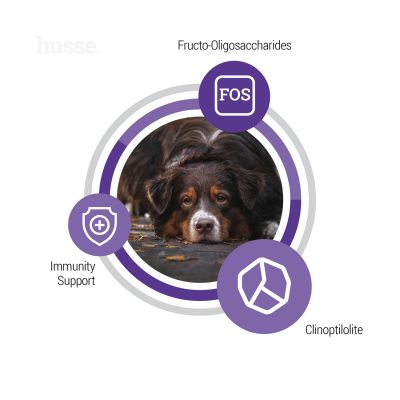 Senior | Komplett ernæring med tilpasset kaloriinnhold for å holde seniorhunder i mager form