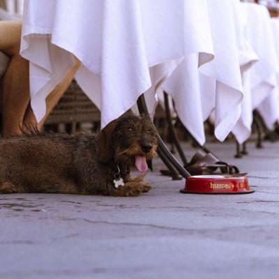 Skål | Slitesterk kjæledyrskål i rustfritt stål