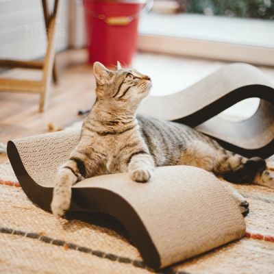 Knut | Klorebrett til katt