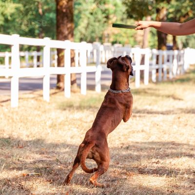 Dental L | Glutenfri dental sticks