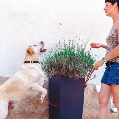 Kycklingfilé | Saftige og kornfrie godbiter